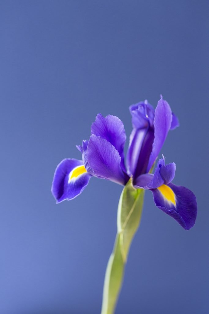 Stampa Arja Cajo Iris blu